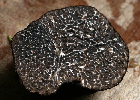 truffe noire
