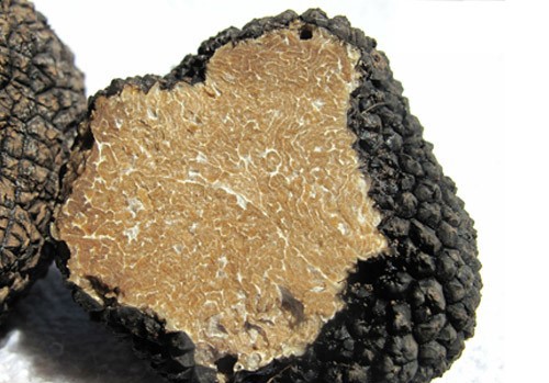 truffe d'&eacute;t&eacute;